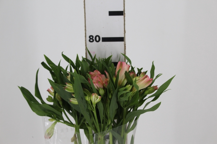 <h4>ALSTROEMERIA PAPILLON 080 CM ROSA</h4>