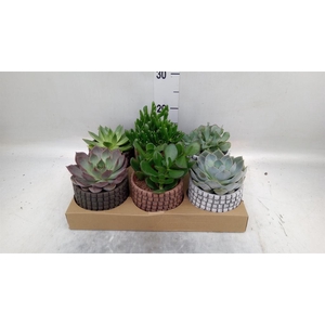 Succulents   ...