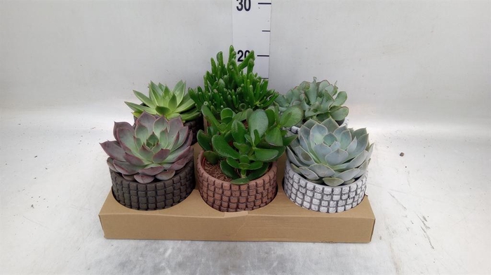 <h4>Succulents ...</h4>