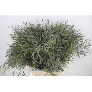 Euca Nicoly Short 150gr P Bunch