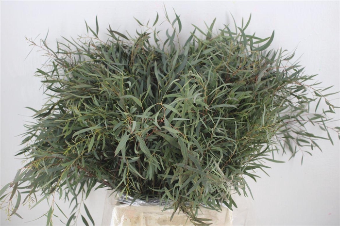 <h4>Euca Nicoly Short 150gr P Bunch</h4>