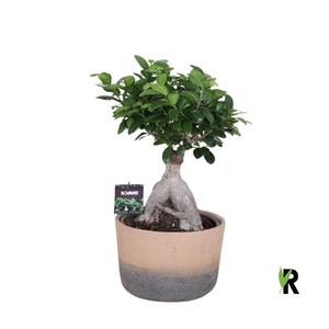 Ficus micr. Ginseng vertakt wortel in keramiek ompot terracotta