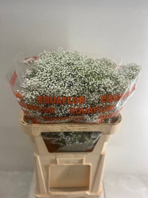 <h4>Gyps Fine Million Star Equaflor</h4>