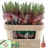 Antirrhinum Po D. Orange