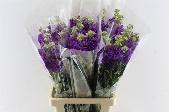 <h4>Matth Iron Purple</h4>