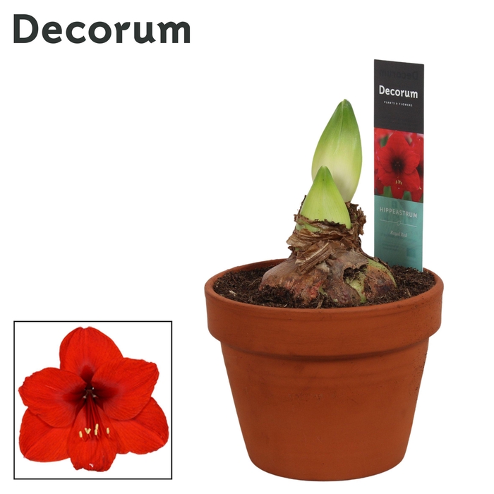 <h4>Amaryllis Royal Red 2 Knop Terracotta Steen OP (Decorum)</h4>