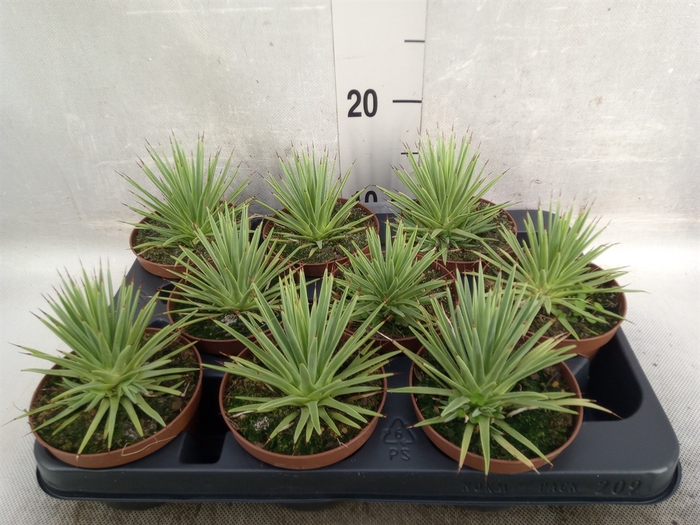 <h4>Agave stricta 'Nana'</h4>