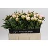 Paeonia Florence Nicholls