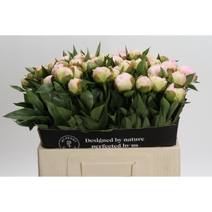 Paeonia Florence Nicholls