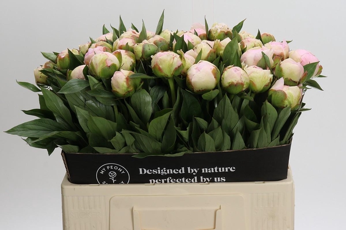 <h4>Paeonia Florence Nicholls</h4>