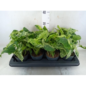 Syngonium podop. 'Mottled'