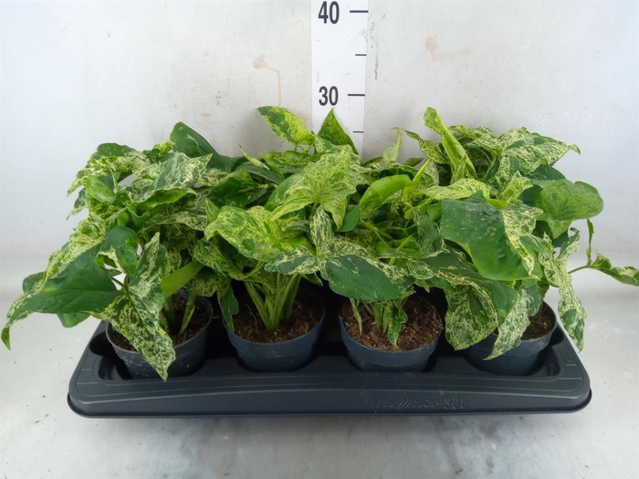 <h4>Syngonium podop. 'Mottled'</h4>