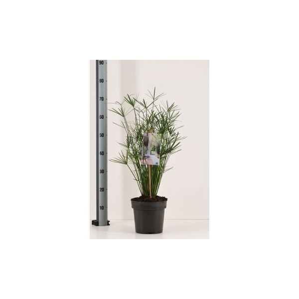 <h4>Cyperus alternifolius 70 cm by Neervenplant</h4>