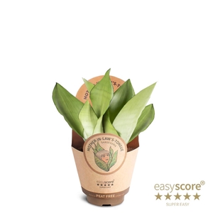 SANSEVIERIA TRIFASCIATA