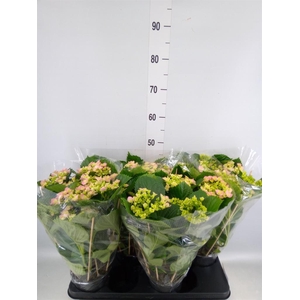 Hydrangea mac. 'Hovaria'