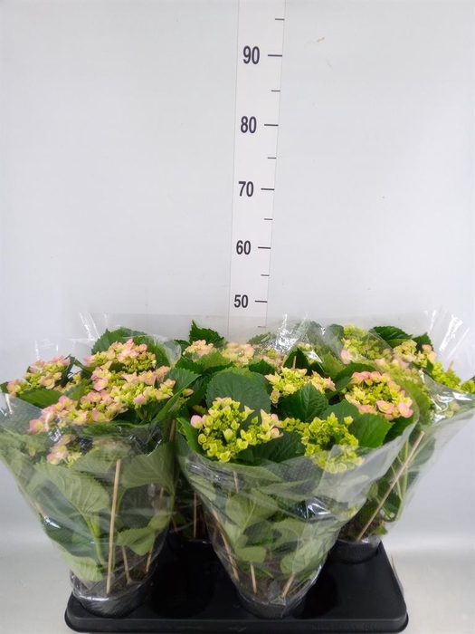 <h4>Hydrangea mac. 'Hovaria'</h4>