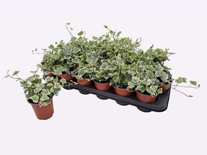 <h4>HED HE WHITE WONDER</h4>