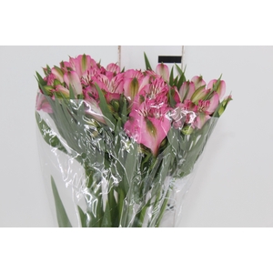 ALSTROEMERIA PAMELA 080 CM