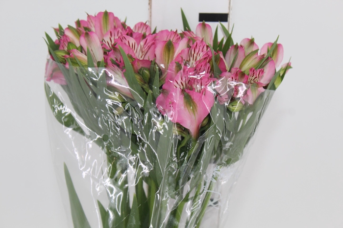 <h4>ALSTROEMERIA PAMELA 080 CM</h4>