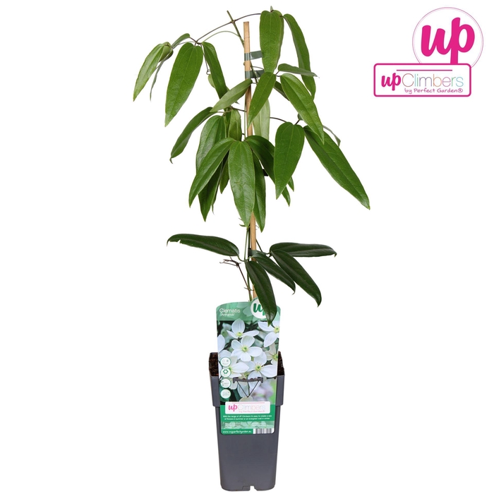 <h4>Clematis armandii</h4>