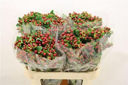 <h4>Hyp Mag Seasons</h4>