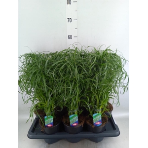 Cyperus alternifolius