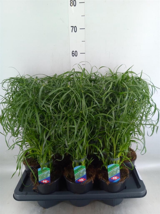 <h4>Cyperus alternifolius</h4>