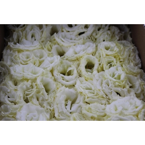 LISIANTHUS FLOR MEGALO II YELLOW