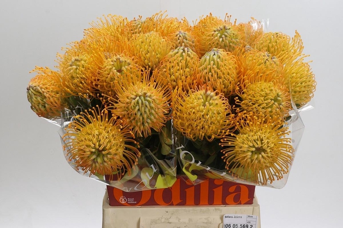 <h4>LEUCO JELENA</h4>