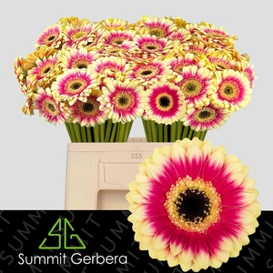 GERBERA MI 'VOLCANO'
