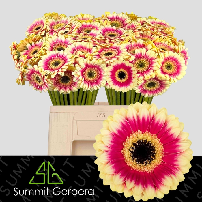 <h4>GERBERA MI 'VOLCANO'</h4>