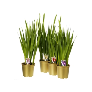 Gladiolus glamini