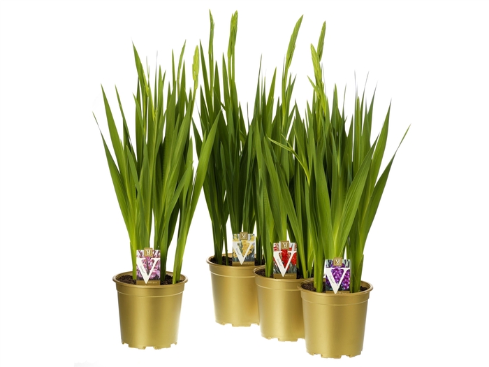 <h4>Gladiolus glamini</h4>