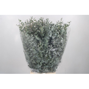 Euc Gunnii Per Bunch 300 Gram Extra