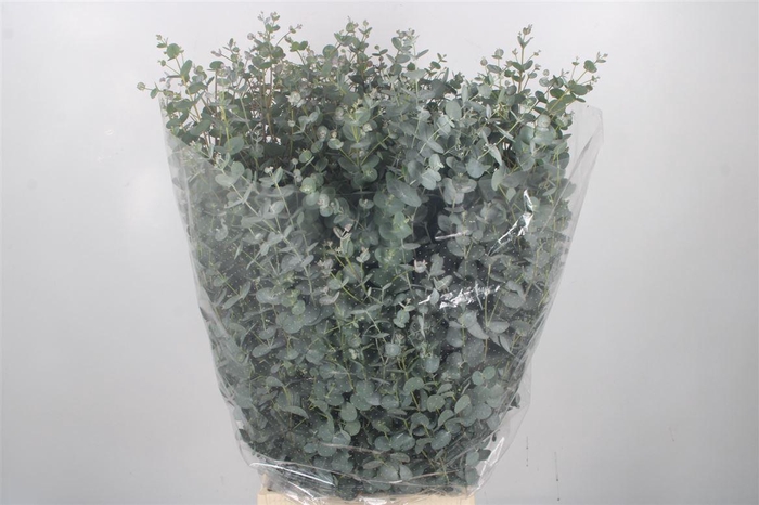 <h4>Euc Gunnii Per Bunch 300 Gram Extra</h4>