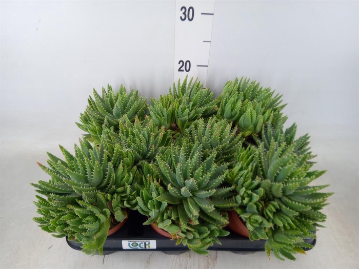 <h4>Aloe brevifolia</h4>