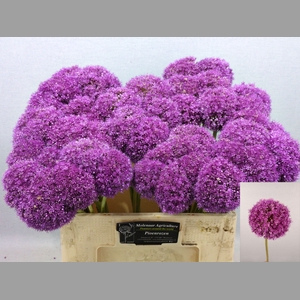 ALLIUM GIGANTEUM