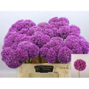 ALLIUM GIGANTEUM