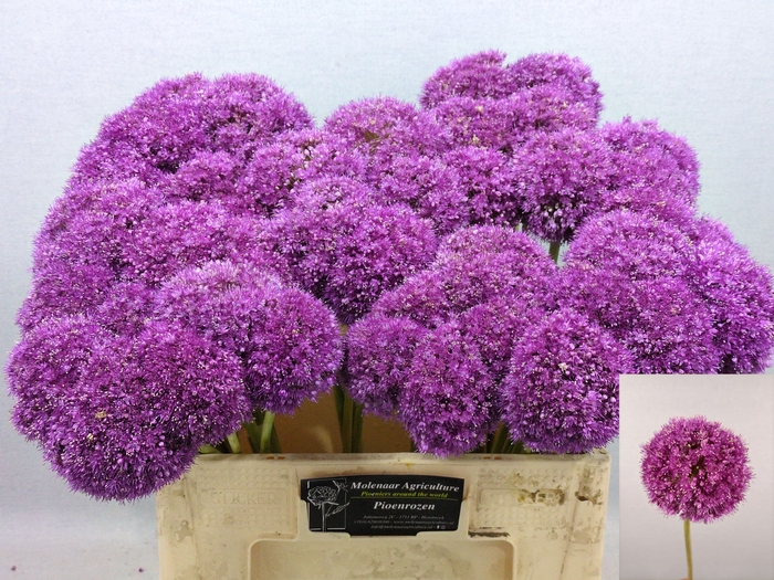 <h4>ALLIUM GIGANTEUM</h4>