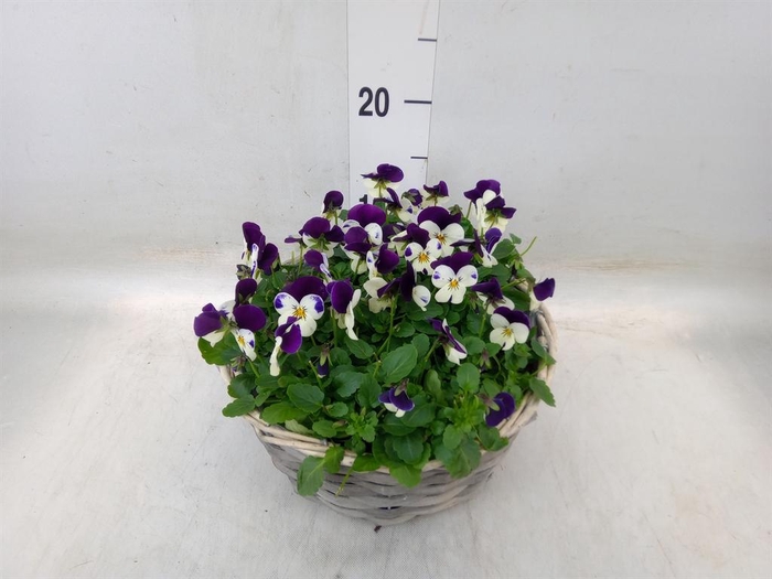 <h4>Viola corn.   ...</h4>