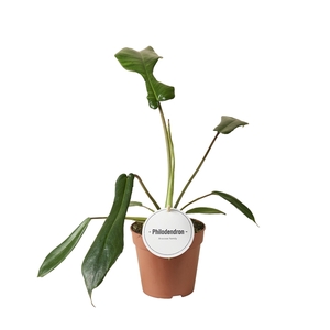 Philodendron Joepii