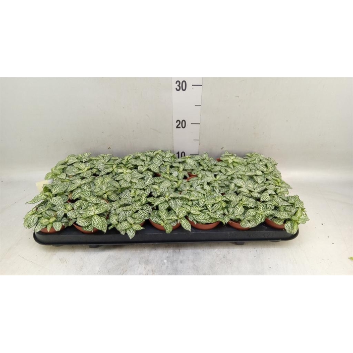 <h4>Fittonia  'Mosaic Whisper'</h4>