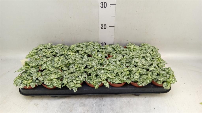 <h4>Fittonia  'Mosaic Whisper'</h4>