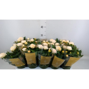 Rosa  'Belami Kordana'