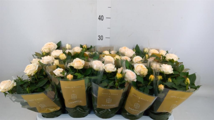 <h4>Rosa 'Belami Kordana'</h4>