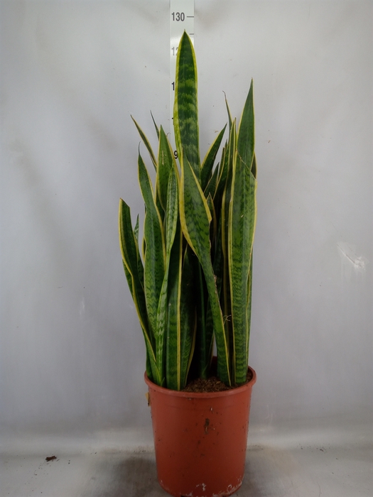 <h4>Sansevieria trifa. 'Laurentii'</h4>