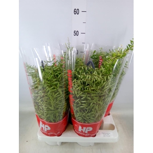 Aeschynanthus  'Green Star'