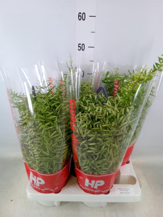 <h4>Aeschynanthus  'Green Star'</h4>