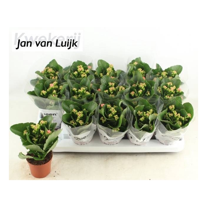 <h4>KAL EN MORNE PINK</h4>