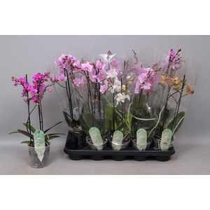 PHAL MF GEM 6 KL